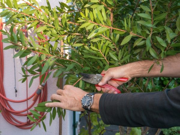 Callistemon schneiden