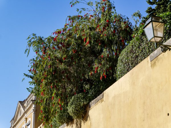 Callistemon citrinus