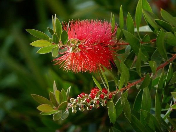der Rote-Eukalyptus Eine fantastische Zierpflanze für Wintergarten und Haus. 