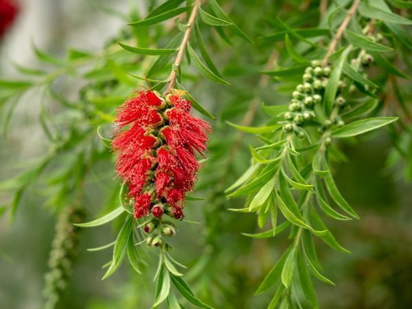 Melaleuca Myrtenheide