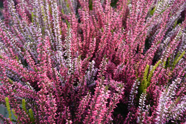 Calluna