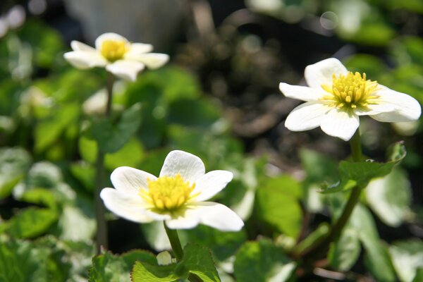 Caltha palustris 'Alba'
