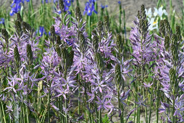 Camassia Aurora, Prrielilie