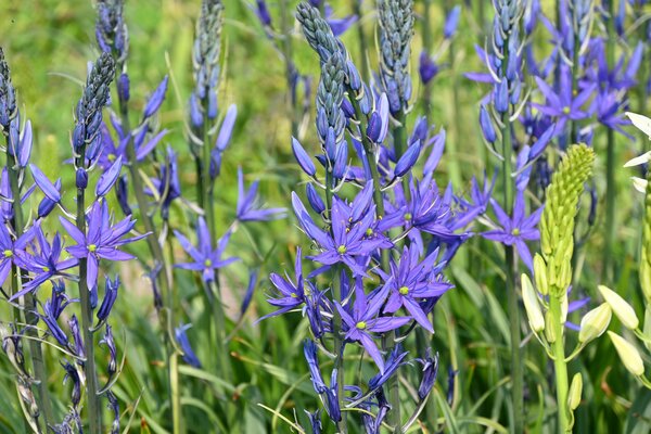Camassia Maybelle, Prrielilie