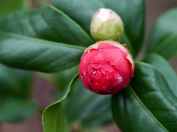 Kamelienblüte
