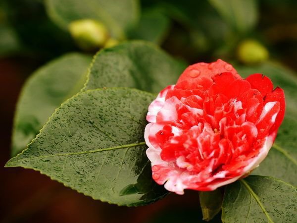 Kamelienblüte