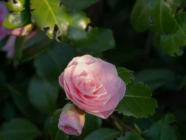 Camellia japonica Bonomiana