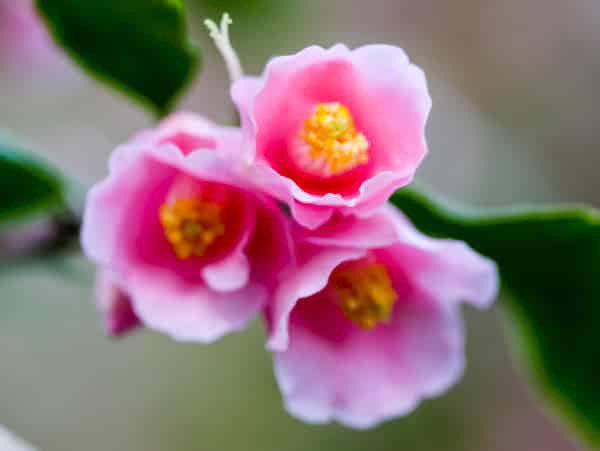 Camellia japonica Camellia caudata