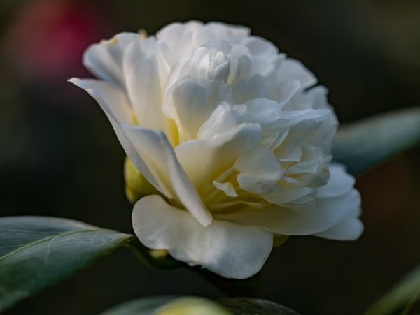 Camellia Japonica Kakure iso