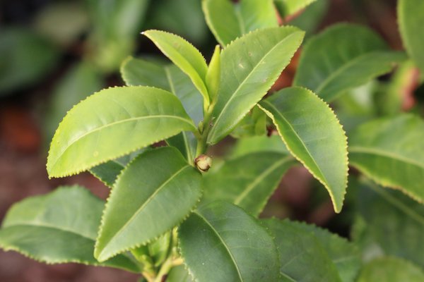 Camellia sinensis Ernte, Tee Kamelie, Matcha Tee, Gr�ntee