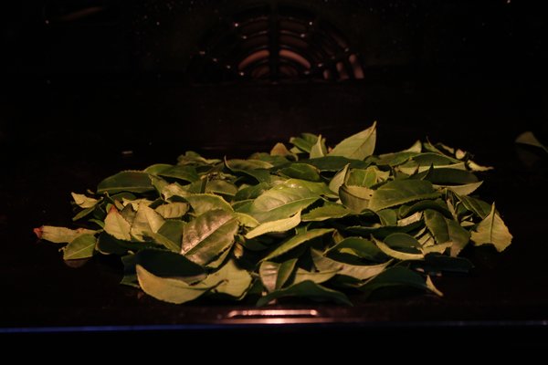 Matcha-Tee Zubereitung, Camellia sinensis Ernte, Tee Kamelie, Grntee Matcha