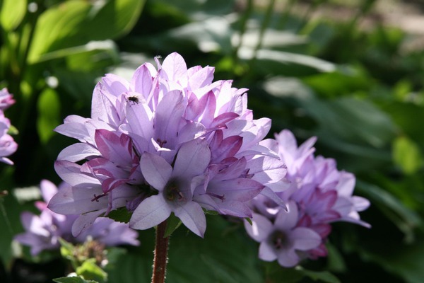 Campanula glomerata 'Caroline'