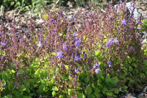 Campanula poscharskyana 'Trollkind'