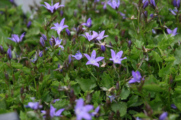 Campanula poscharskyana