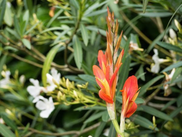 prächtige Blüte der Canna Pflanze