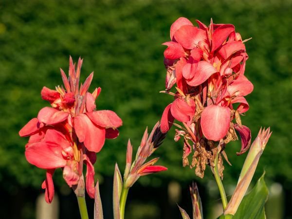 Canna zu berwintern, das lohnt sich definitiv!