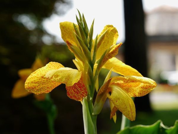 Canna Blume in Orange-Gelb