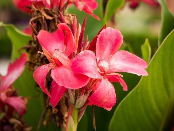 Canna in Rot-Pink