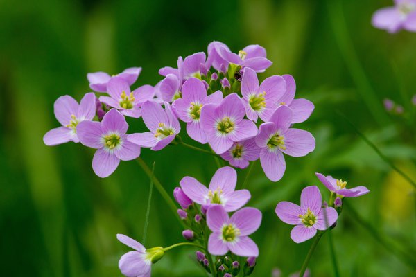 Cardamine Titelbild pixabay