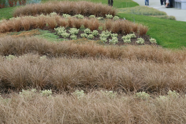 Carex buchananii