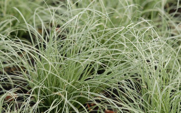 Carex comans 'Frosted Curls'