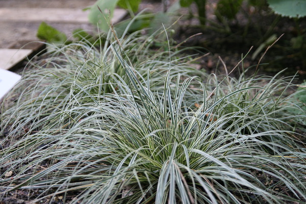 Carex conica 'Snowline'