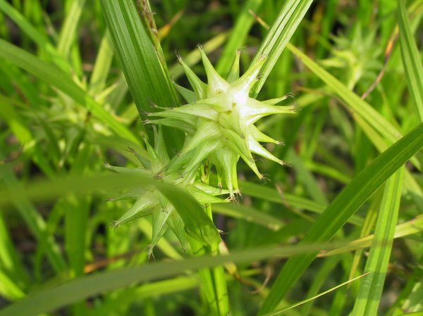 Carex grayi