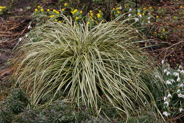 Gelbe Stauden Carex hachijoensis Evergold Lubera