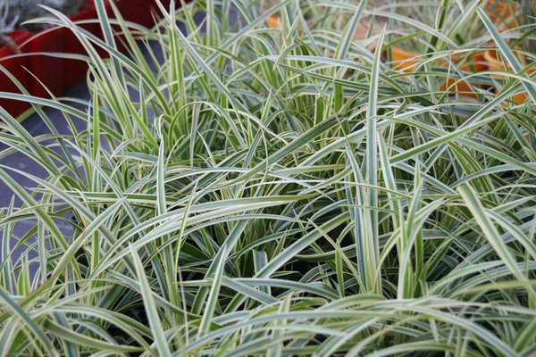 Carex foliosissima 'Vanilla Ice' (S)