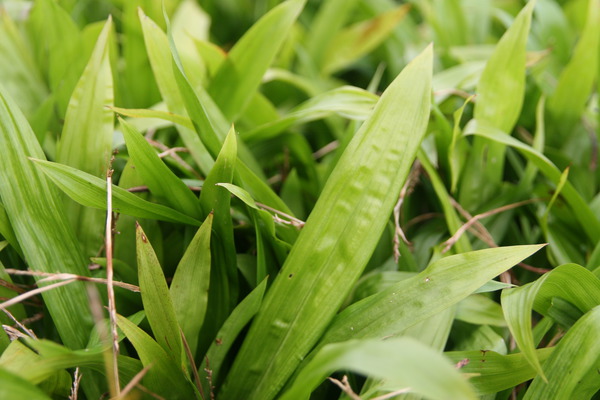 Carex plantaginea