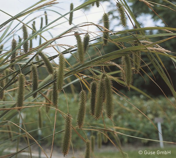 Carex pseudocyperus