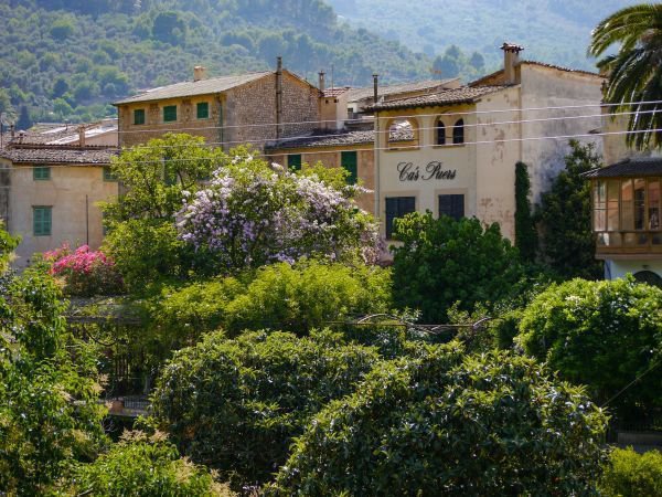 Orangen aus Soller