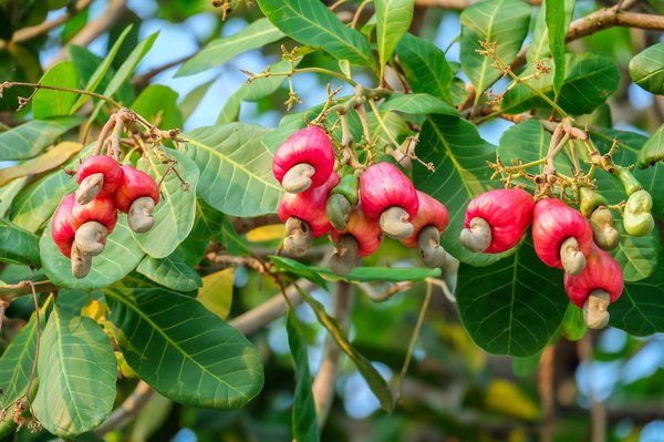 Cashew Baum mit Früchten