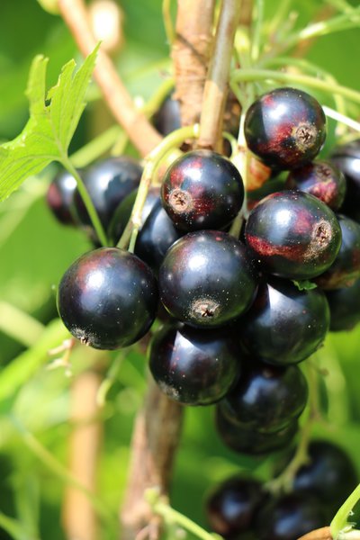 Waldgarten, Schwarze Johannisbeere Cassissima Black Marble, Lubera