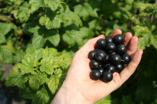 Lubera Cassissima Hochstamm Noiroma