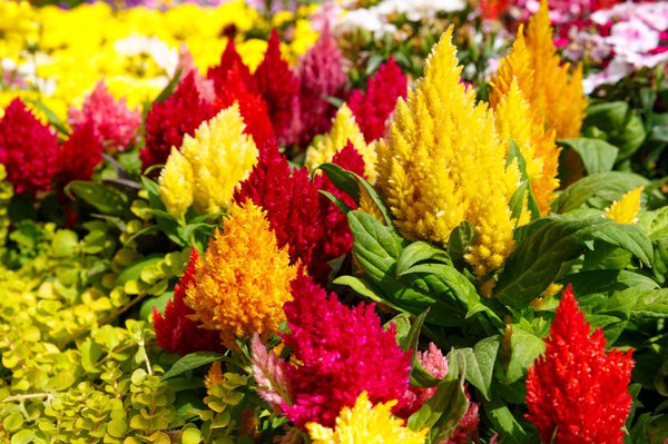 Celosia