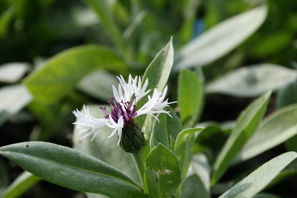 Centaurea montana 'Amethyst in Snow' (S)