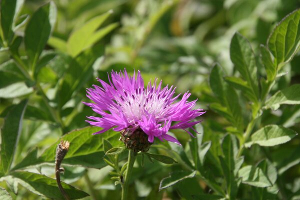 Centaurea Bright Rose, Staude, Pppel