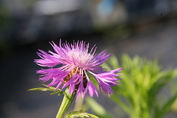 Centaurea dealbata