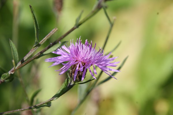 Centaurea jacea