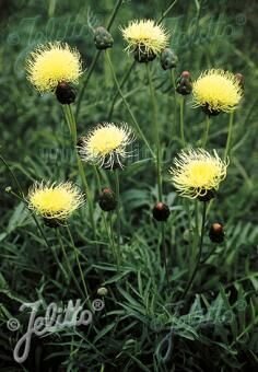 Centaurea ruthenica, Staude, P�ppel