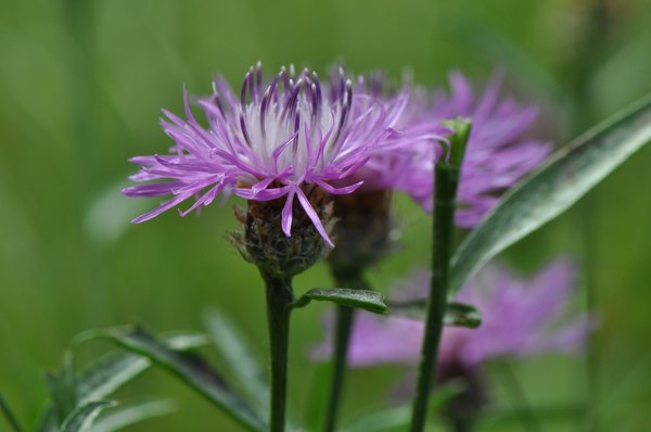 Centaurea scabiosa, Skabiosen-Flockenblume