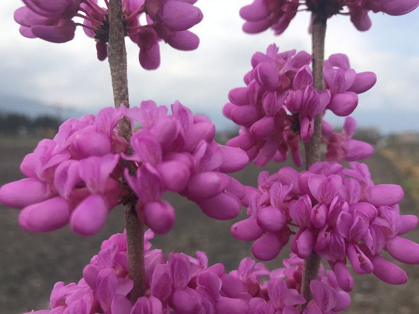 Kanadischer Judasbaum Cercis Canadiens