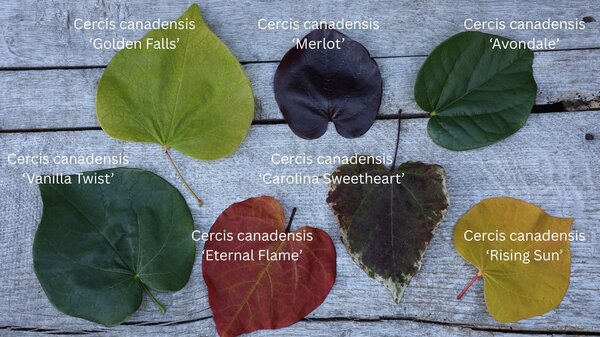 Cercis Sorten, Judasbaum, Judasb&auml;ume
