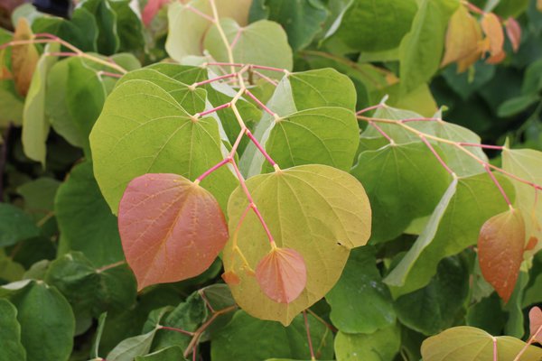 Cercis canadensis Eternal Flame, Kanadischer Judasbaum Laub Cercis canadensis Eternal Flame, Kanadischer Judasbaum Laub