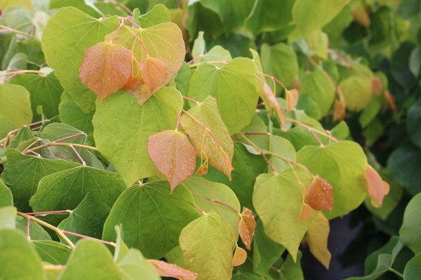 Cercis canadensis Rising Sun, Kanadischer Judasbaum Laub