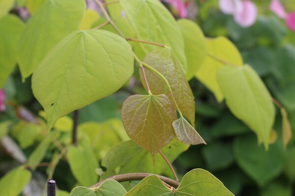 Cercis canadensis 'Golden Falls', Kanadischer Judasbaum
