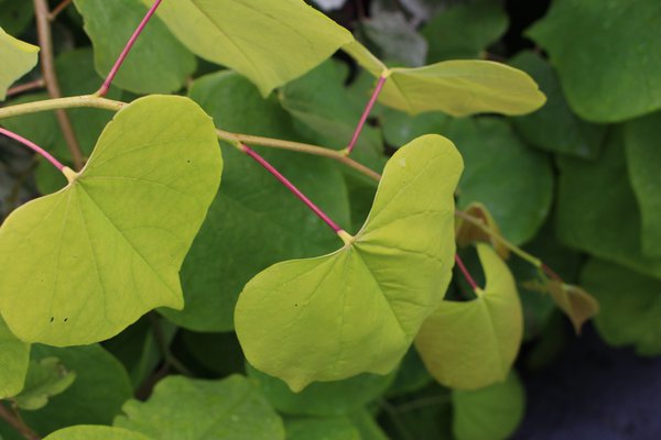 Cercis canadensis 'Golden Falls', Kanadischer Judasbaum