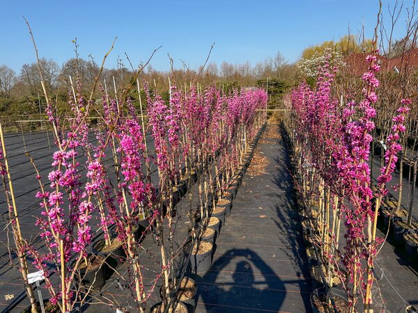 Cercis Avondale, Judasbaum, Bl&uuml;te, BZ M&auml;rz 2026