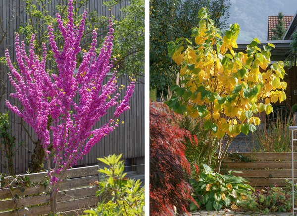 Cercis Avondale, Fr&uuml;hling mit Bl&uuml;te und Herbstbild gleiche Pflanze